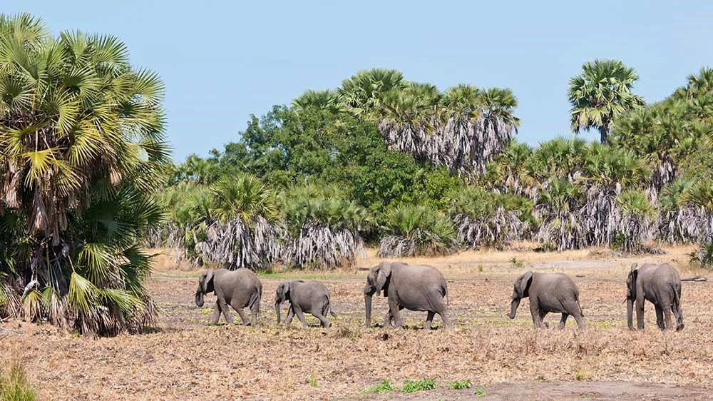 unforgettable 3 days Nyerere national park to zanzibar| Kizza Adventure